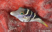 Canthigaster valentini-Moga Island Jetty Hoga-14m-20180529nuit-Denis-ADER-DSC_2022_tn